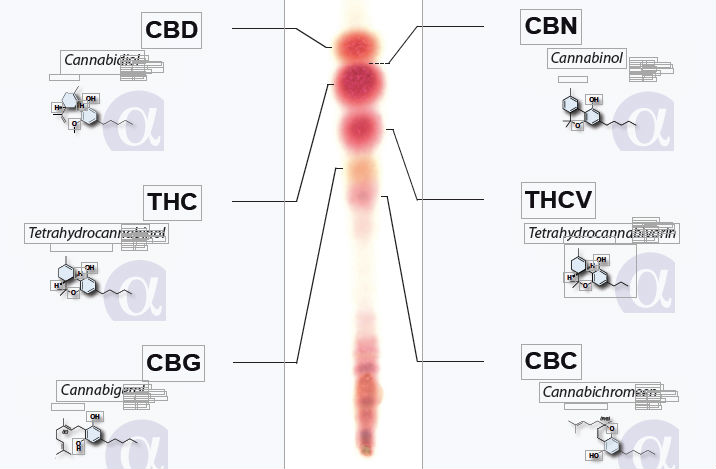 Alpha Cat Cannabinoids Test Kit