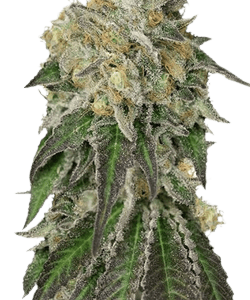 Herbies Amherst Sour Diesel Feminized Seeds