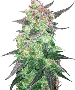 Herbies BCN Critical XXL Feminized Seeds