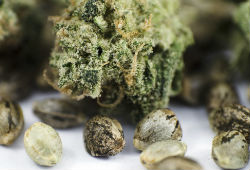 CNBS Best Cannabis Seeds
