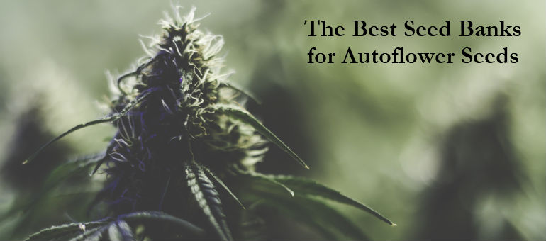 Best Cannabis Seed Banks for Autoflower Seeds