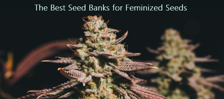 Best Seed Banks for Feminized Cannabis Seeds