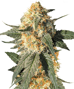 Herbies Blackberry Gum Feminized Seeds