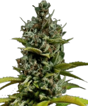 Blimburn Acapulco Gold Seeds