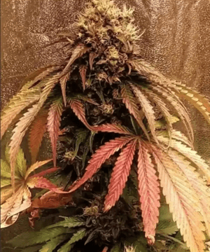 Blimburn Blue Dream Seeds