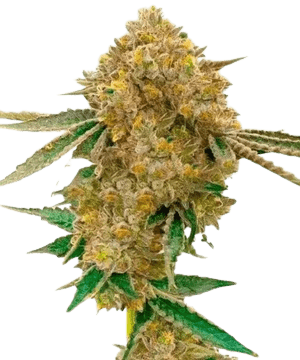 Blimburn Durban Poison Seeds