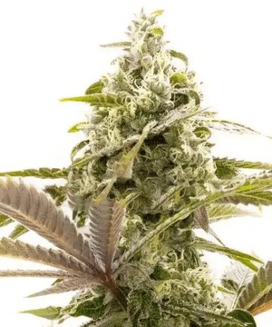 Blimburn Jack Herer Seeds