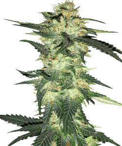 Herbies Blue Gelato Feminized Seeds