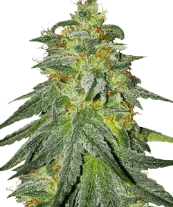 Herbies Bruce Banner Feminized Seeds 