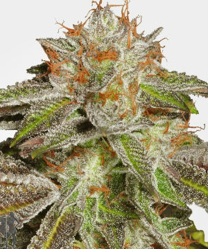 Bruce Banner #3 Feminized Marijuana Seeds