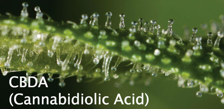 CBDA Cannabidiolic Acid
