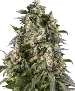 Herbies Cafe Racer Feminized Seeds