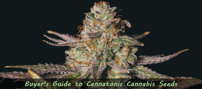 Cannatonic Cannabis Seeds
