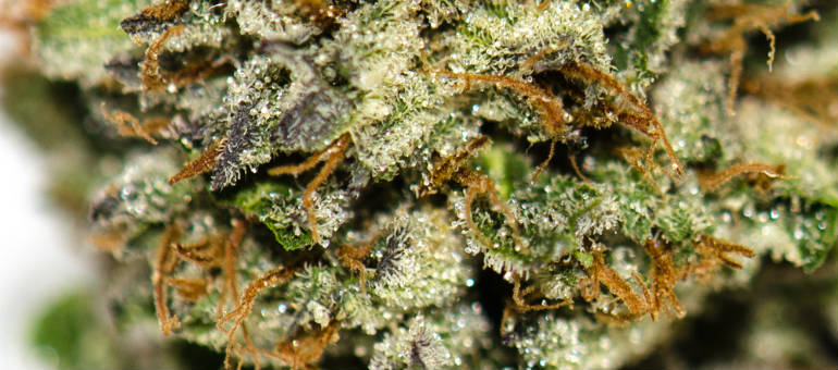 Cannatonic Close Up