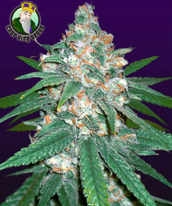 Crop King Afghani Regular Seeds