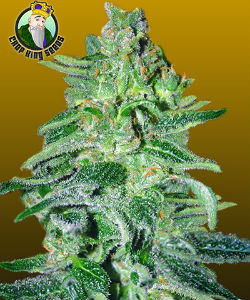 Crop King Seeds Amnesia Haze Autoflower Feminized