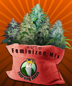 Crop King Autoflower Feminized Mix Pack