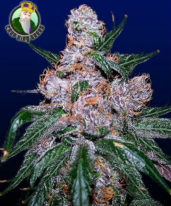 Crop King Blueberry Regular Seeds