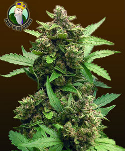 Crop King CBD Cheese Autoflower Feminized Seeds