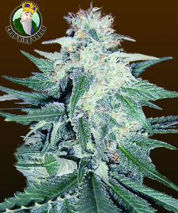 Crop King CBDream Feminized Seeds