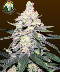 Crop King CBDutch Treat Feminized Seeds