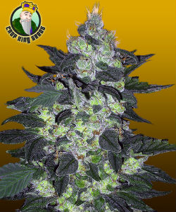 Crop King Seeds Candy Cane Autoflower Feminized