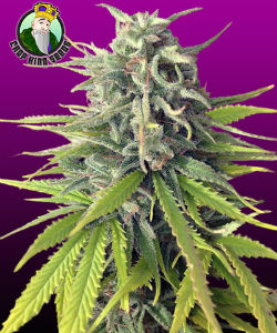 Crop Kings Seeds Durban Poison Feminized