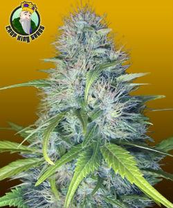 Crop King Seeds Early Miss Autoflower Feminized