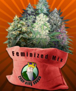 Crop King Feminized Mix Pack