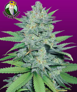 Crop King Seeds Green Crack Feminized