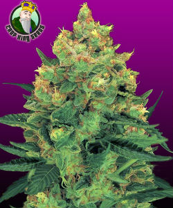 CropKing Seeds Hash Plant Feminized