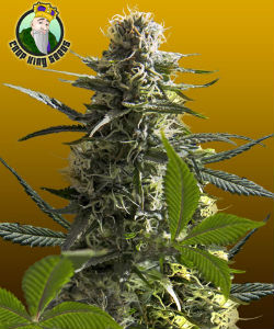 Crop King Seeds Jack Herer Autoflower Feminized