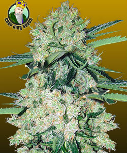 Crop King Seeds NYC Diesel Autoflower Feminized