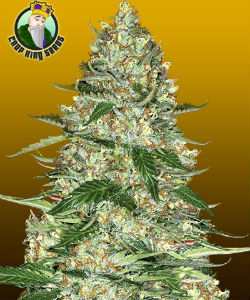 Crop King Seeds Northern Lights Autoflower Feminized