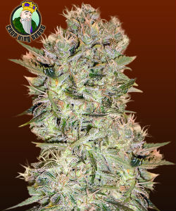 Crop King Original Skunk Regular Seeds