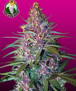 CropKingSeeds Purple Kush Feminized