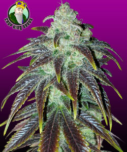 Crop Seeds King Sour Jack Feminized