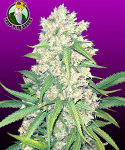 CropKing Seed Super Silver Haze