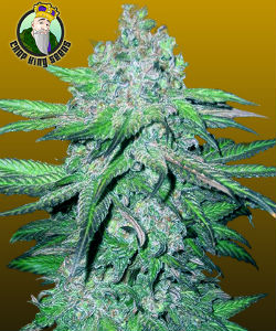 Crop King Seeds Train Wreck Autoflower Feminized