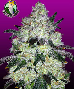 CropKingSeeds White Cookies Feminized