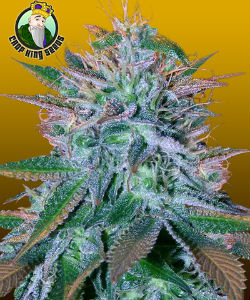 Crop King Seeds White Widow Autoflower Feminized