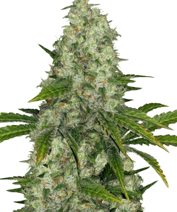 Herbies Do-Si-Dos OG Feminized Seeds 