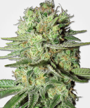 Durban Poison Feminized Marijuana Seeds