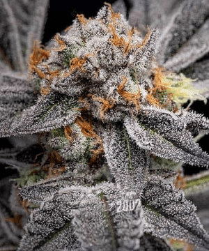 Feminized Gushers Seeds from Blimburn