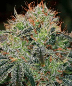 Feminized Seeds