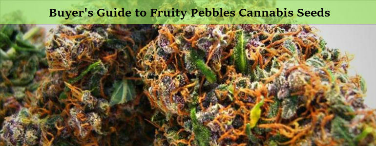 Fruity Pebbles Cannabis Seeds