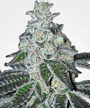 Gelato Feminized Cannabis Seeds