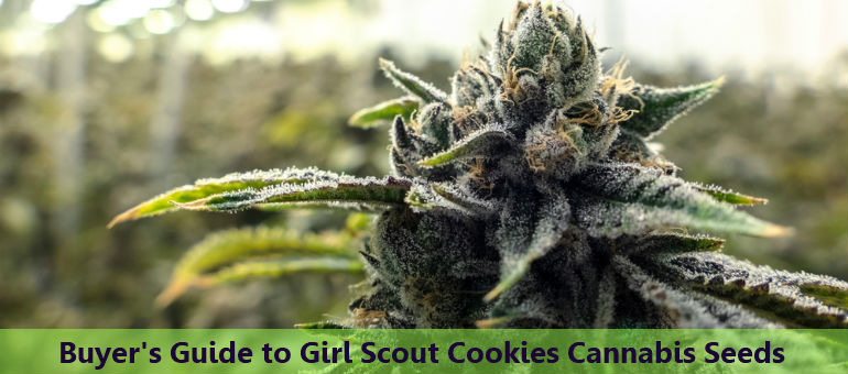 Girl Scout Cookies Cannabis Seeds