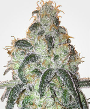 Girl Scout Cookies Feminized Weed Seeds