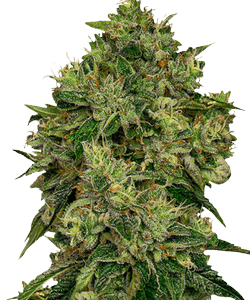 Herbies Glookies Feminized Seeds